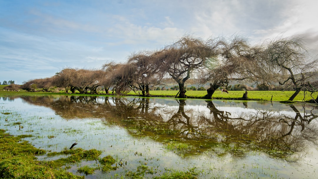 travelers stories about River in Carahue, Chile