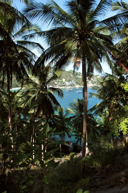 green coconut palm trees near body of water during daytime in Koh Tao Thailand