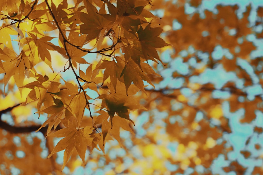 yellow leaves in tilt shift lens