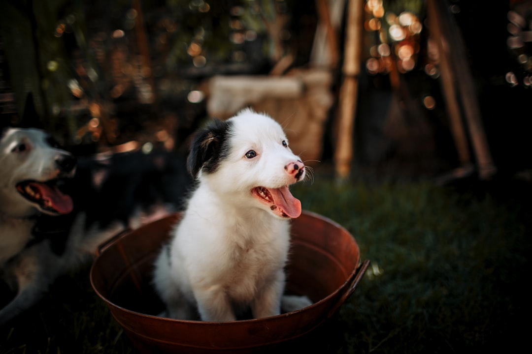 white and black short coated dog in brown round plastic basin