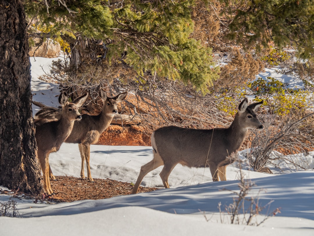 brown deer on snow covered ground during daytime