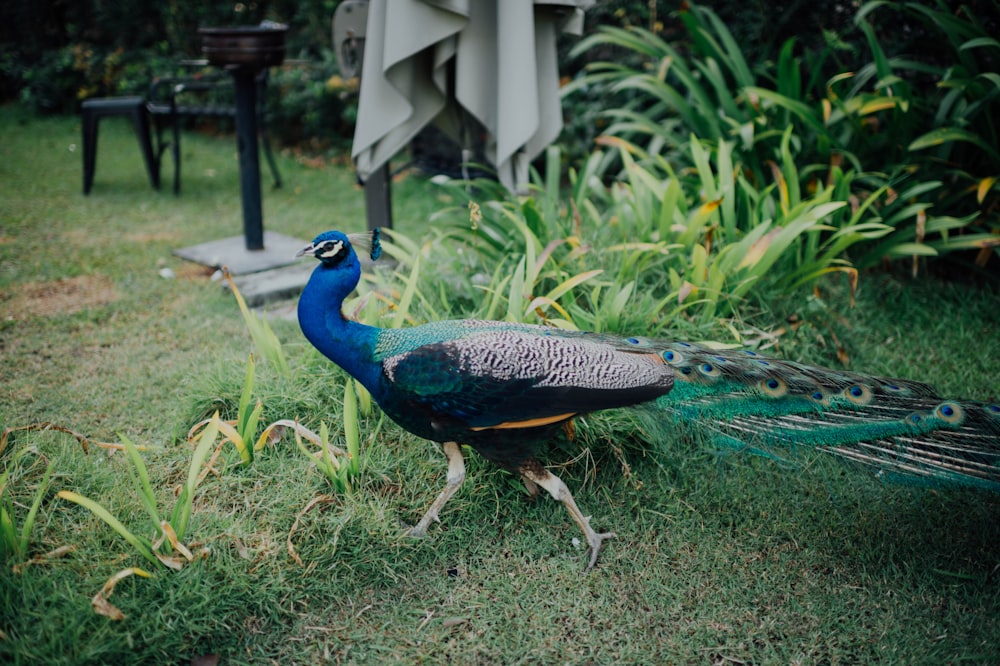 blue peacock on green grass during daytime