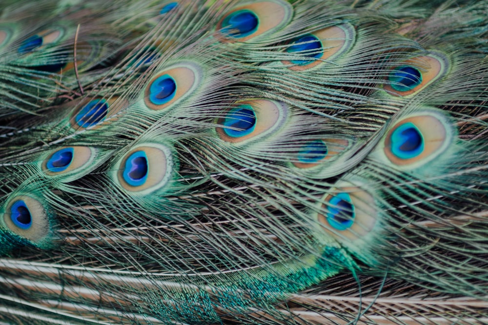 peacock feather on brown soil