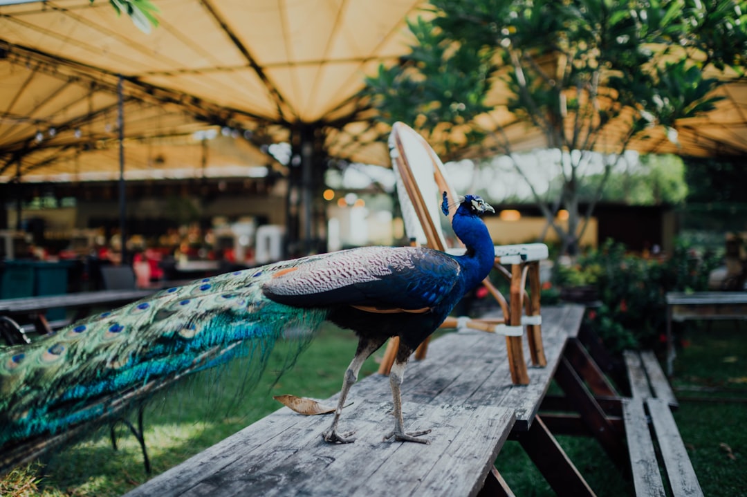 blue peacock on brown wooden bench during daytime