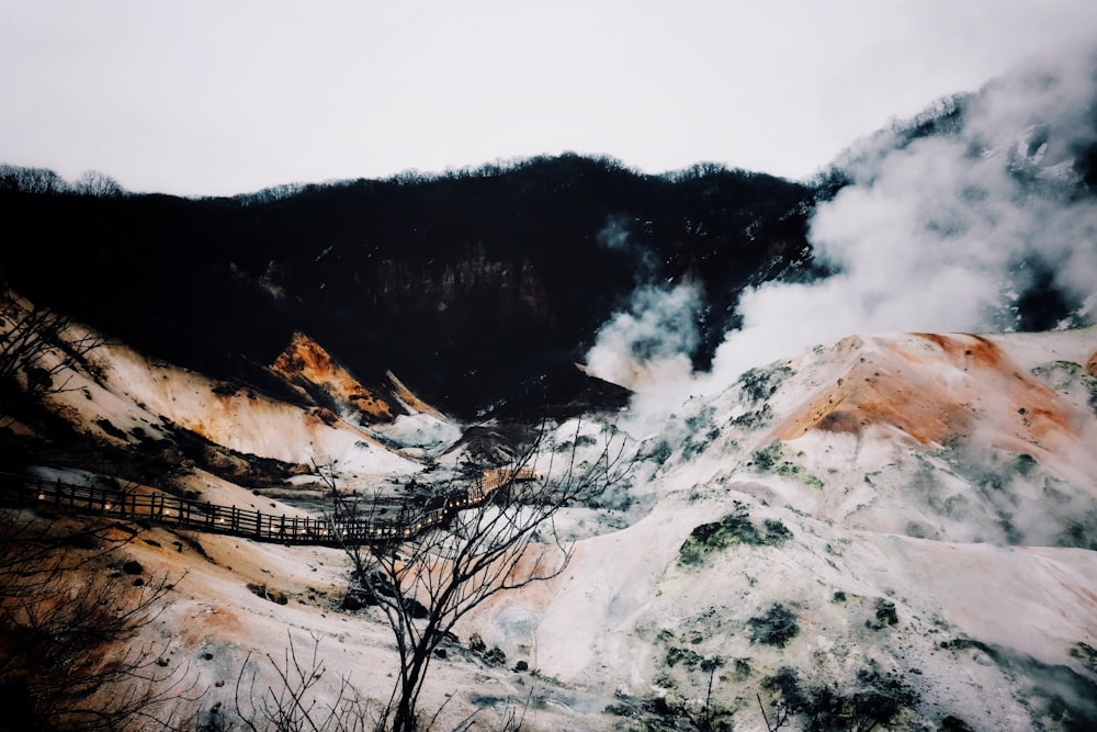 bare trees on mountain during daytime