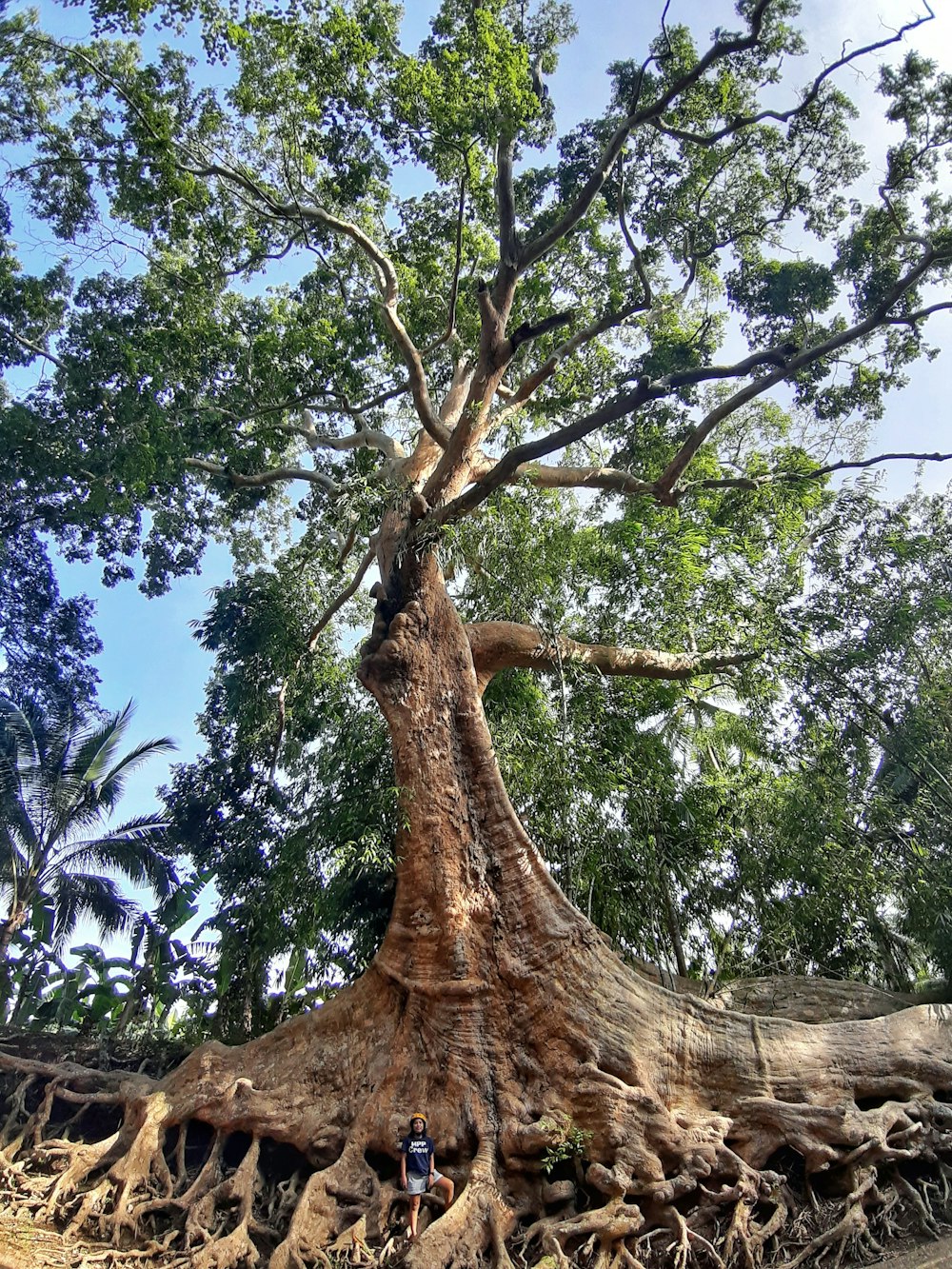 brown tree trunk during daytime