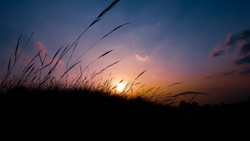 silhouette of grass during sunset