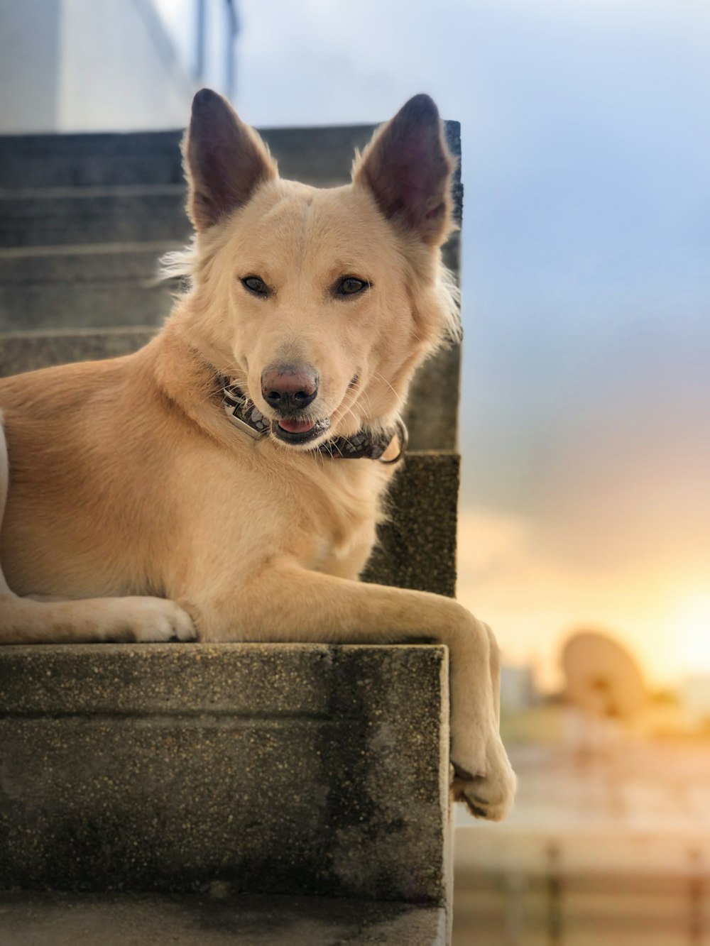 brown short coated dog lying on concrete surface during daytime