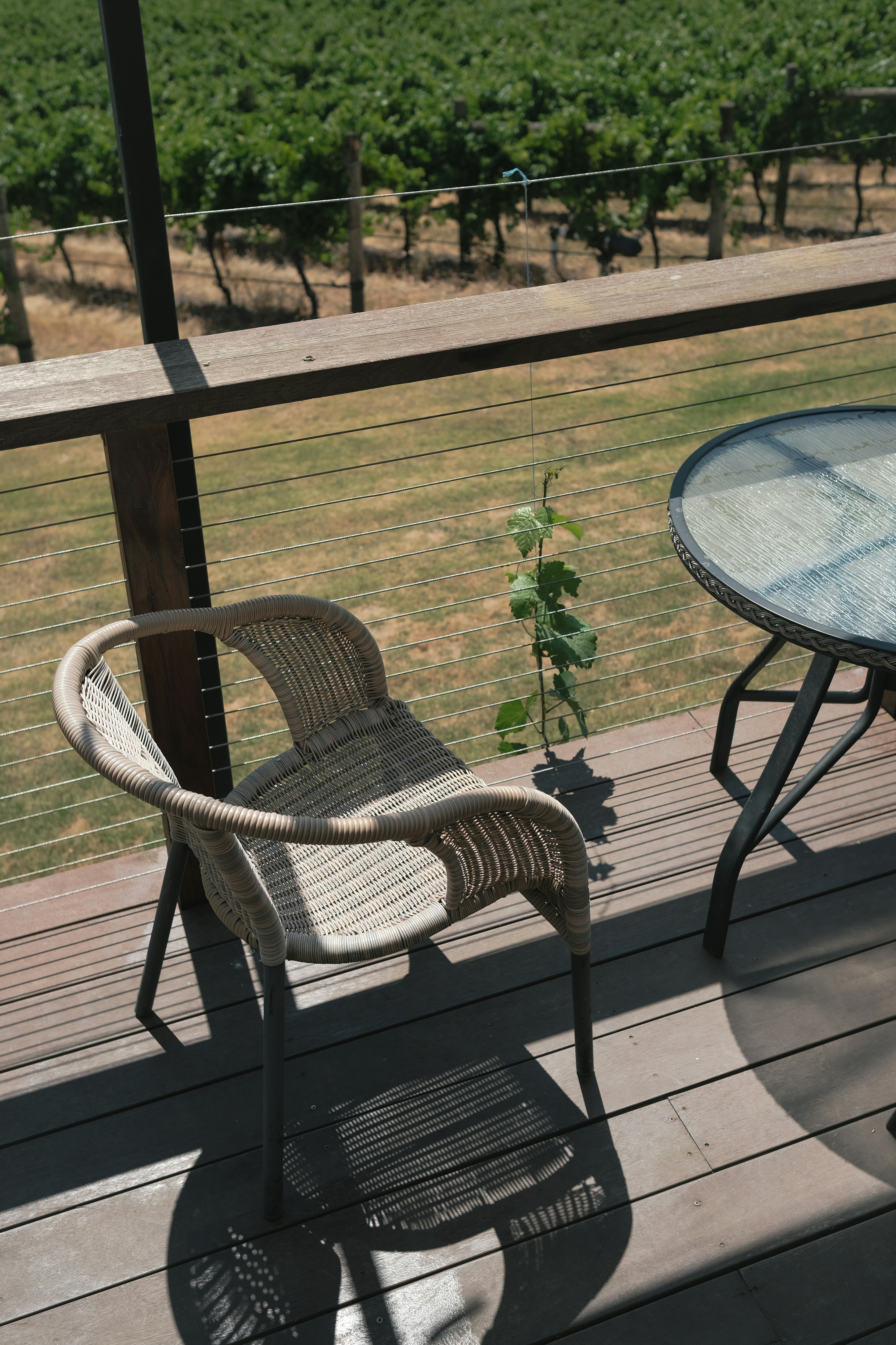 views over the vineyards