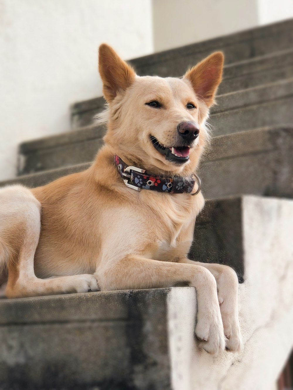 brown short coated dog lying on gray concrete floor