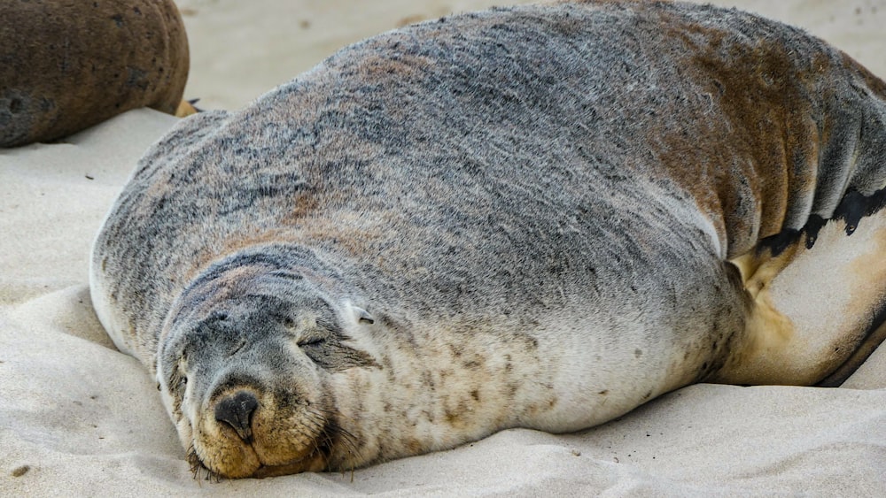 seal lying on white sand during daytime
