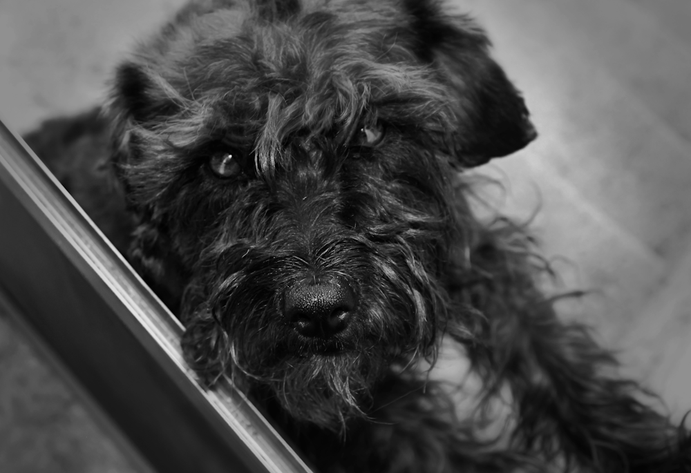 grayscale photo of a long haired dog looking out the window