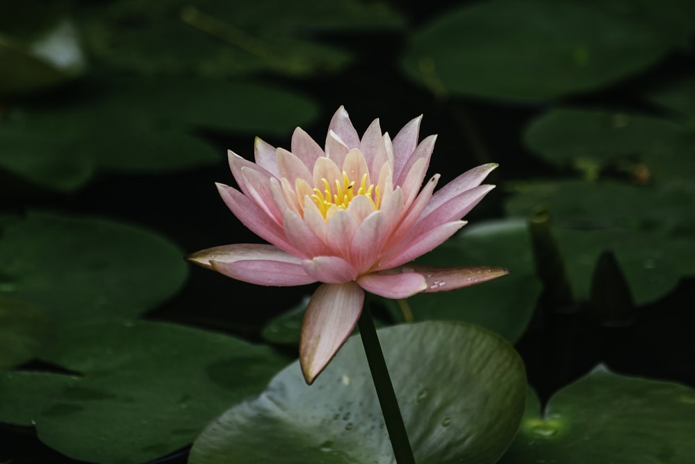 pink lotus flower in bloom