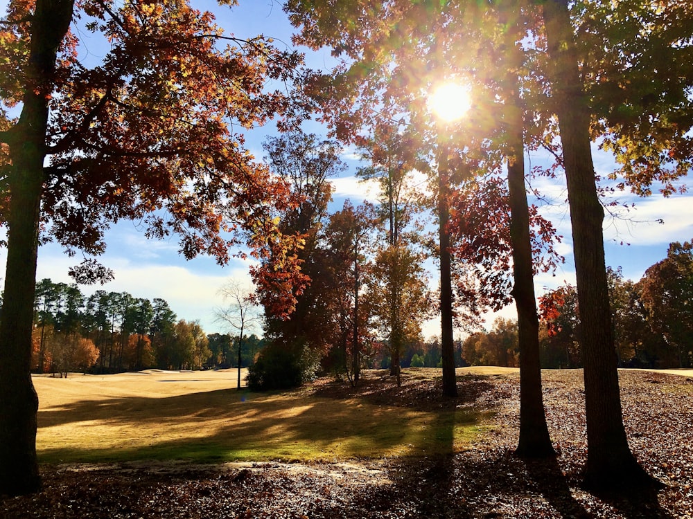 brown trees on green grass field during daytime