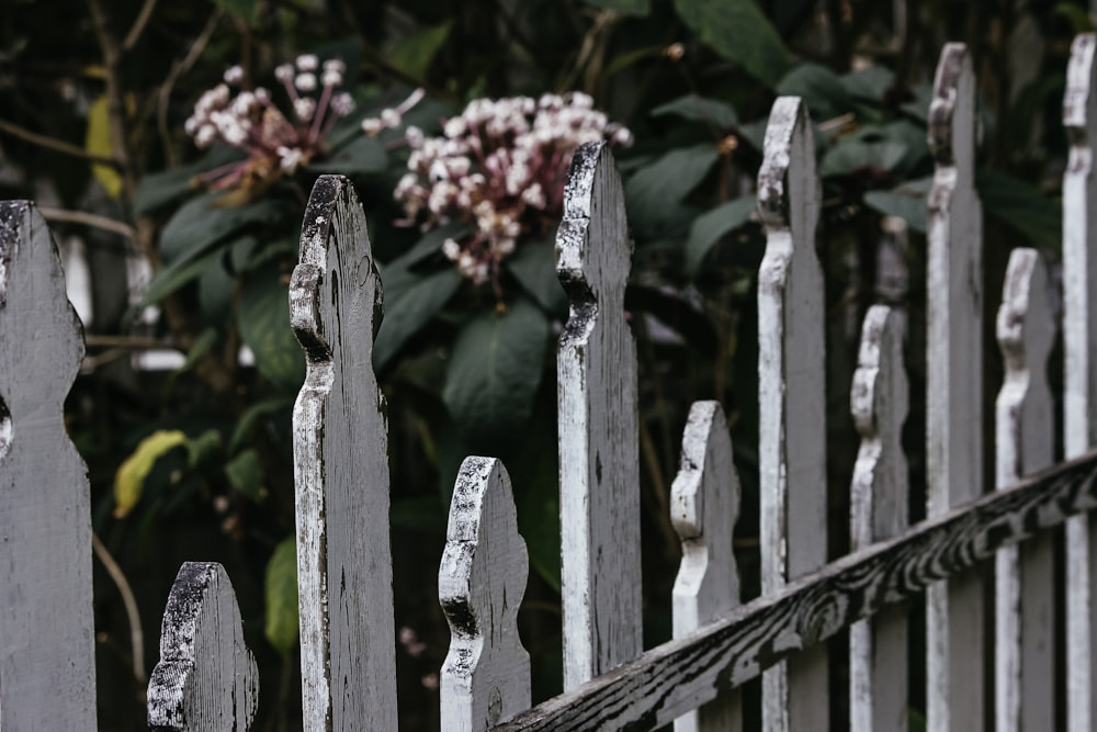 white wooden fence with red flowers
