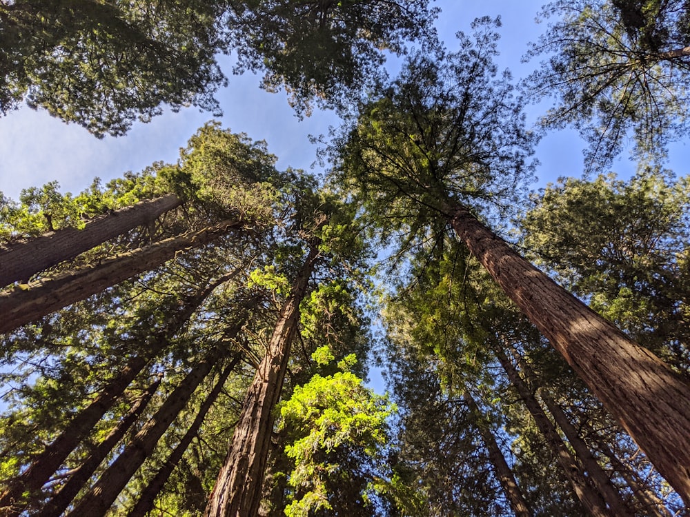Fotografia ad angolo basso di alberi verdi sotto il cielo blu durante il giorno