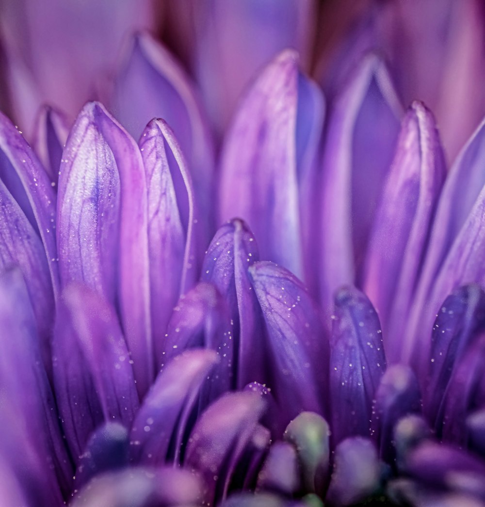 purple flower with water droplets