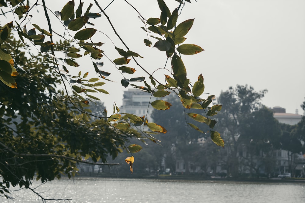 green leaves near body of water during daytime