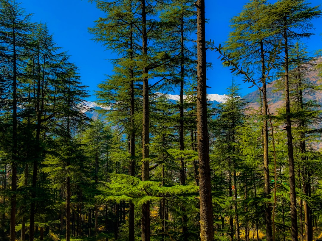 Tropical and subtropical coniferous forests photo spot Manali India