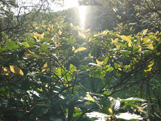 Sunlight filtering through leafy greens in a thriving community garden patch.