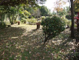 A serene community garden with people tending to plants under dappled sunlight.