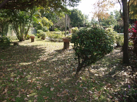 A serene community garden with people tending to plants under dappled sunlight.