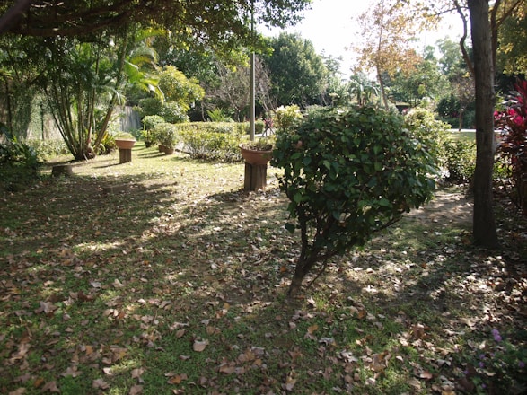 A serene garden with freshly blown leaves arranged in neat piles.