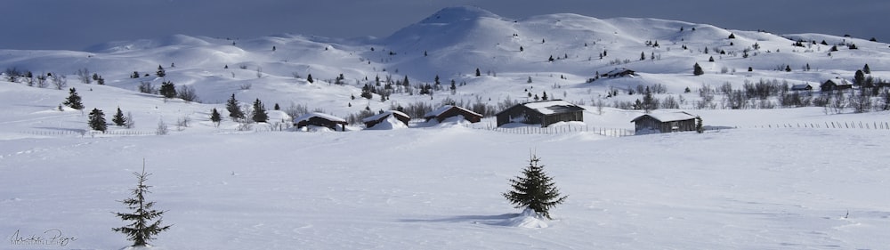 green pine tree on snow covered ground during daytime