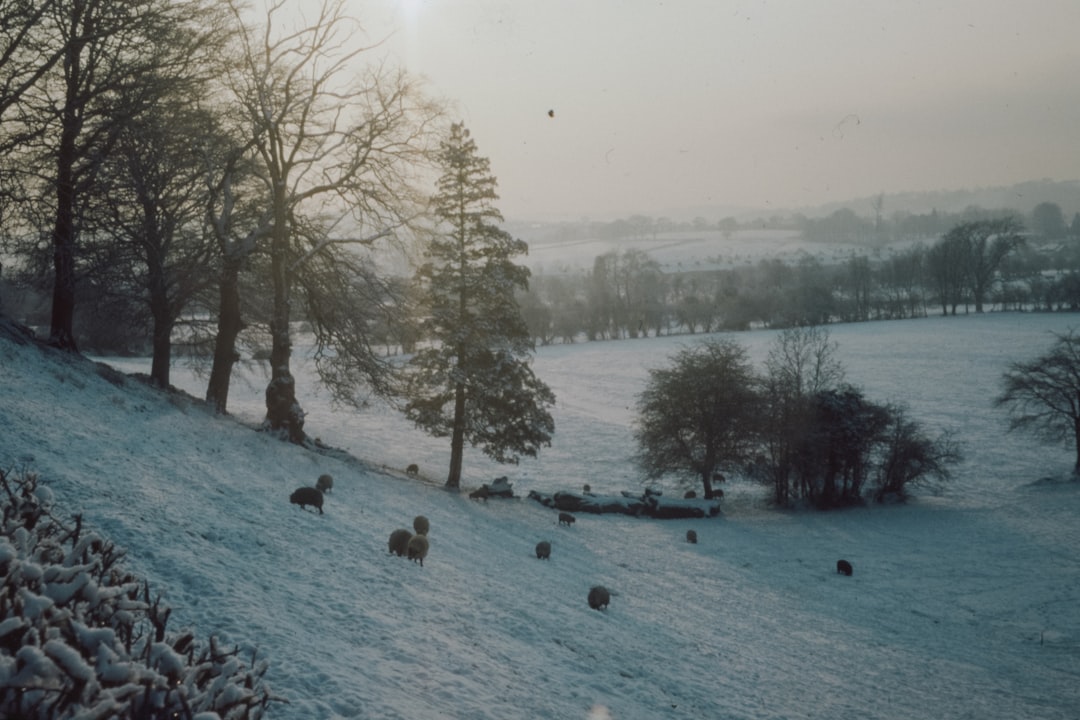 snow covered ground with trees during daytime