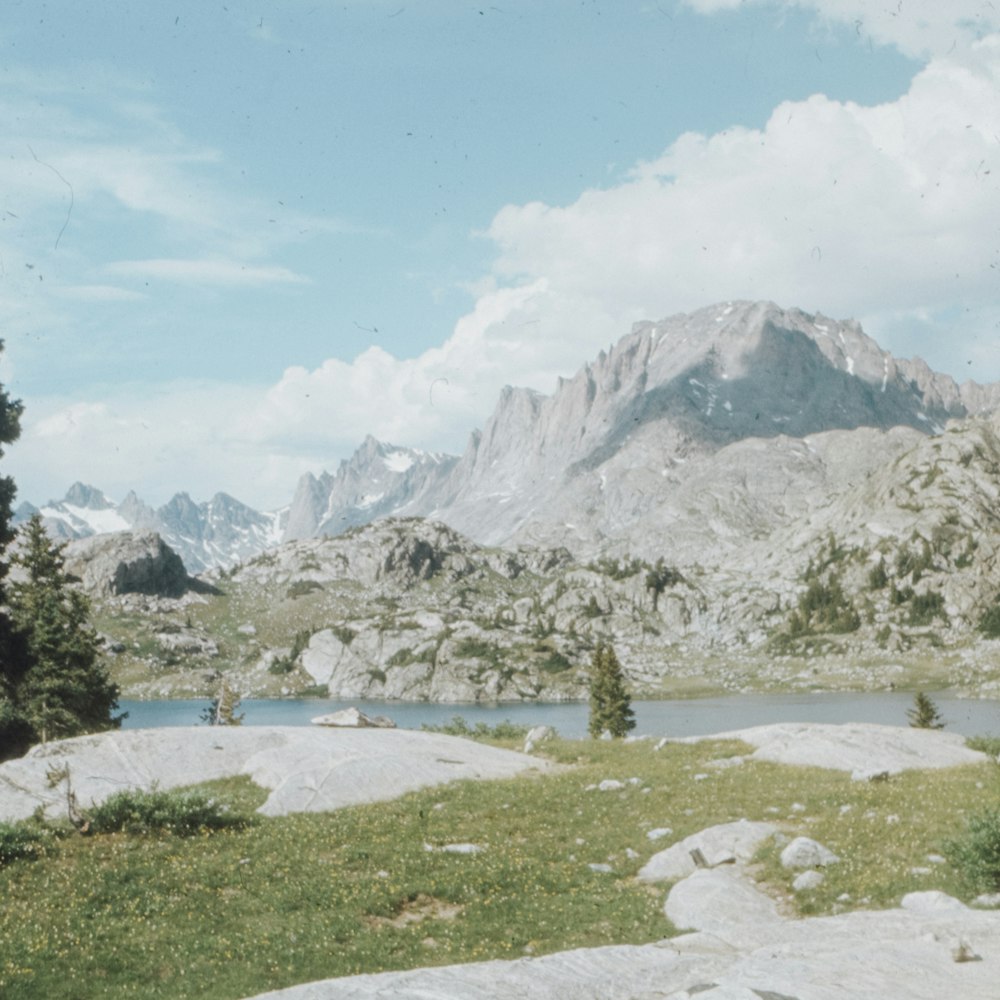 green trees near snow covered mountain during daytime