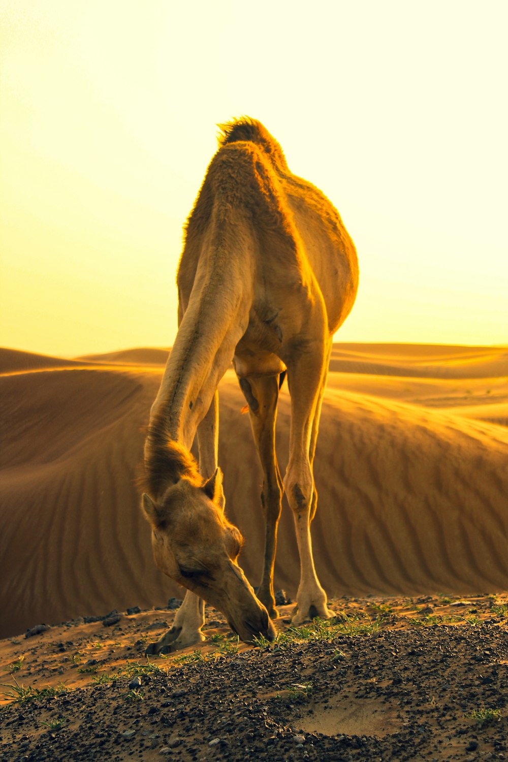 brown camel on desert during daytime