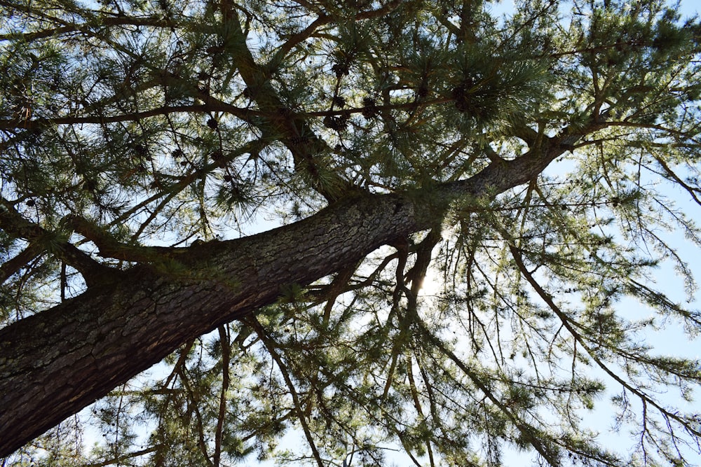 albero a foglia verde durante il giorno