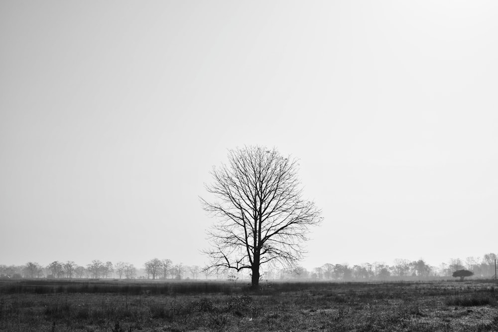 leafless tree on grass field