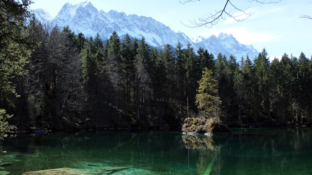 green trees near lake and mountain