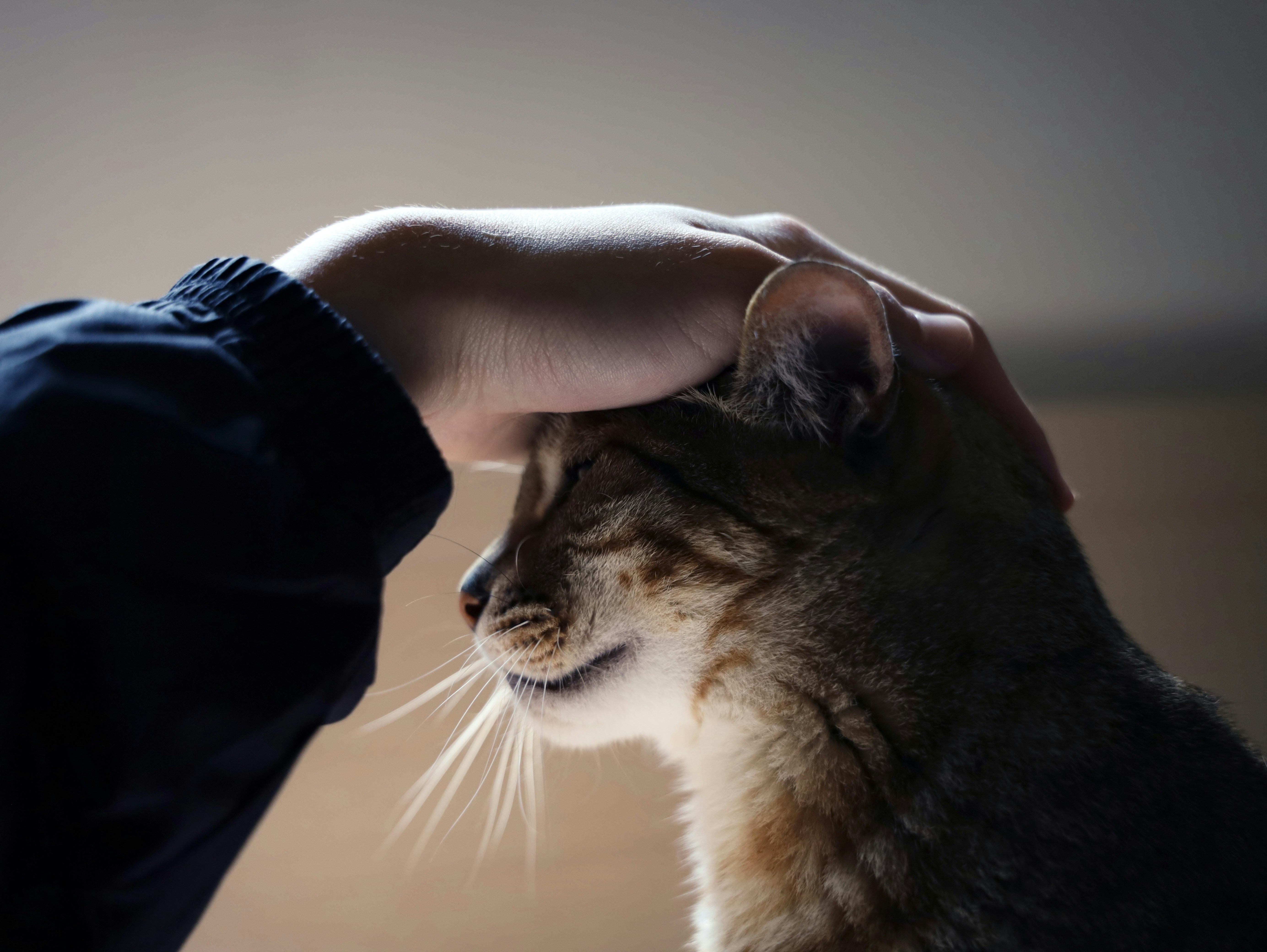person holding brown tabby cat