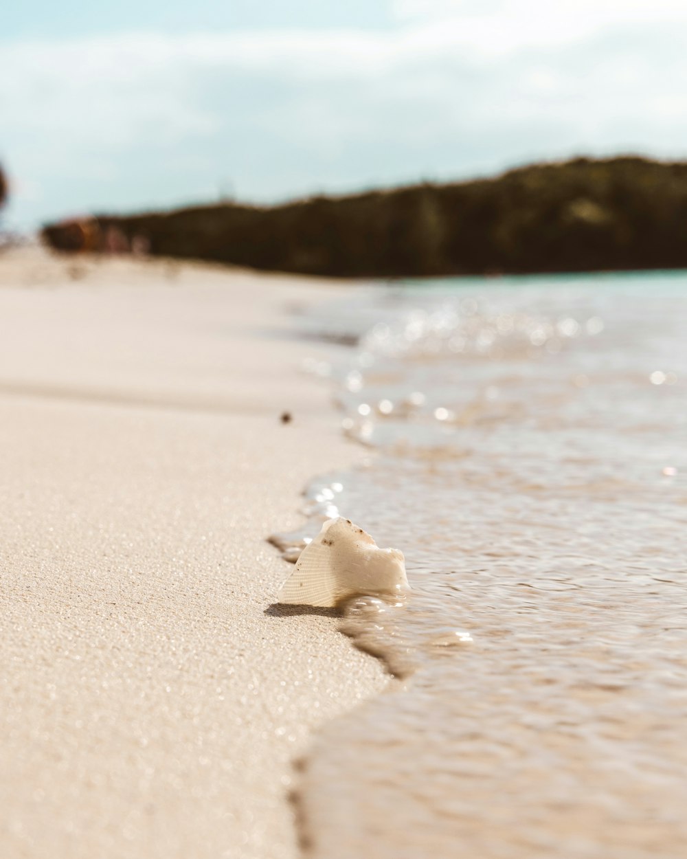 Concha blanca en la playa durante el día
