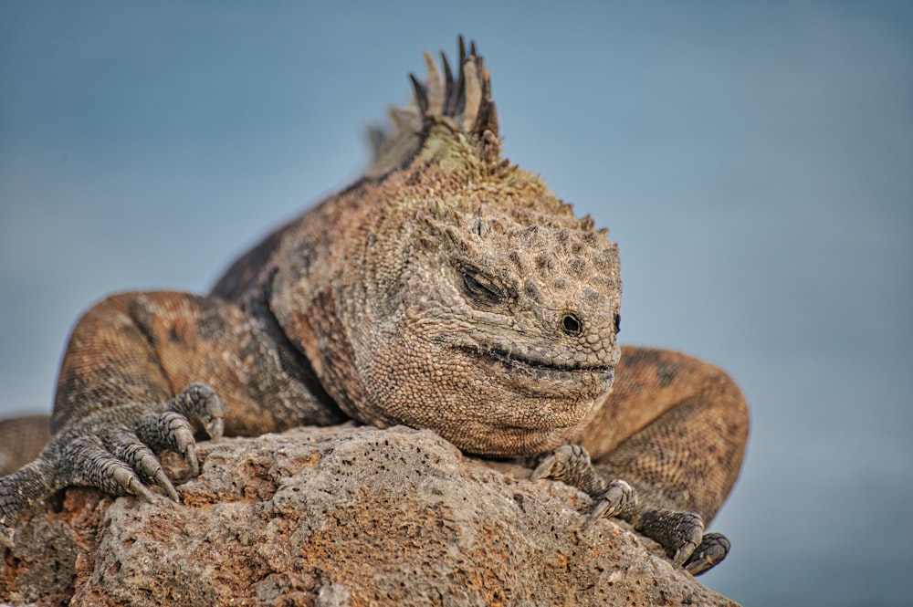 brown and black bearded dragon on brown rock during daytime