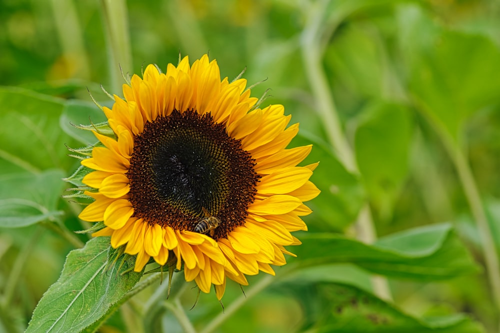 yellow sunflower in close up photography