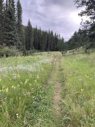 A serene mountain trail winding through towering pine trees under a cloudy sky.