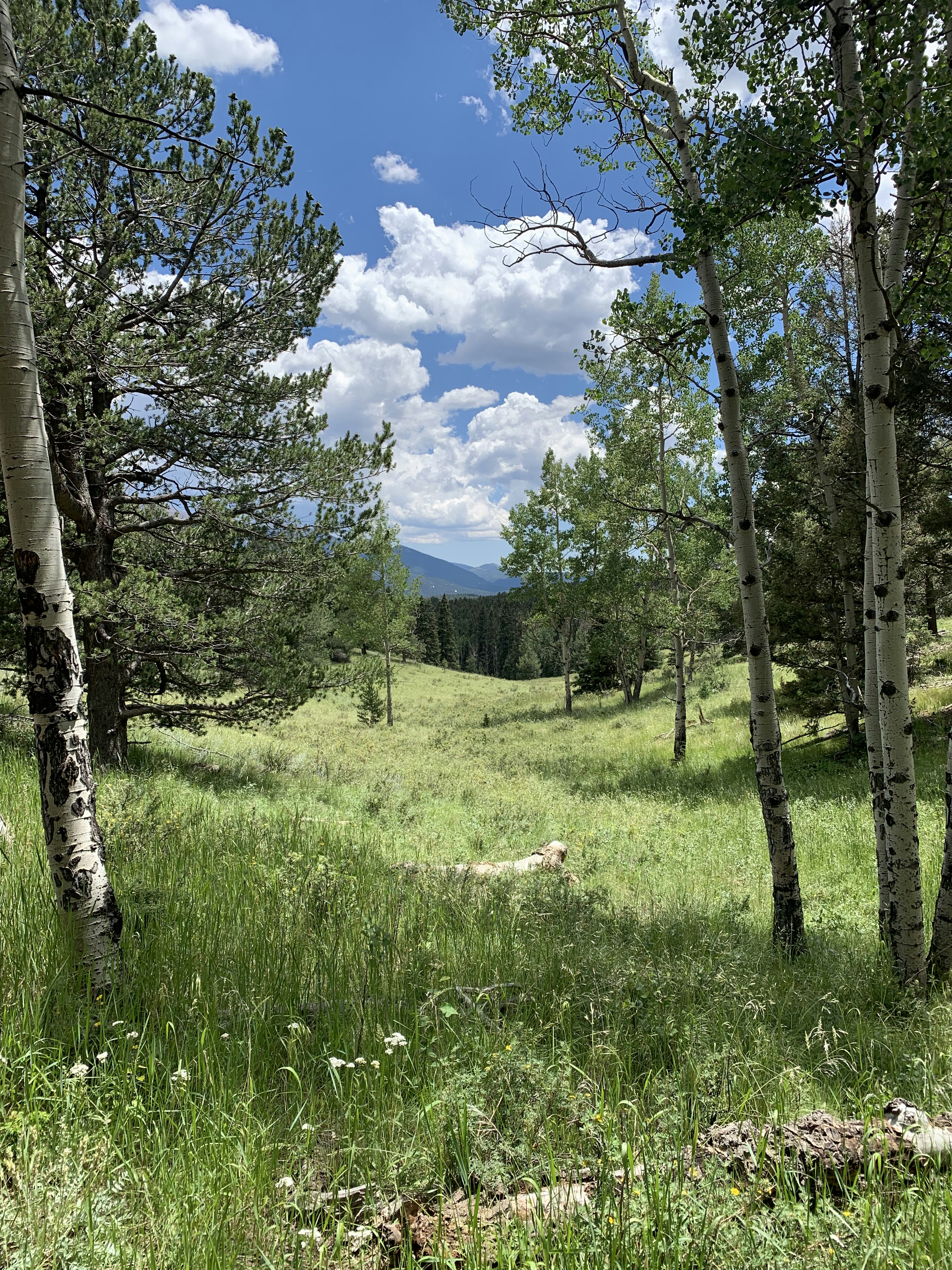 Photo by laitonbarbo