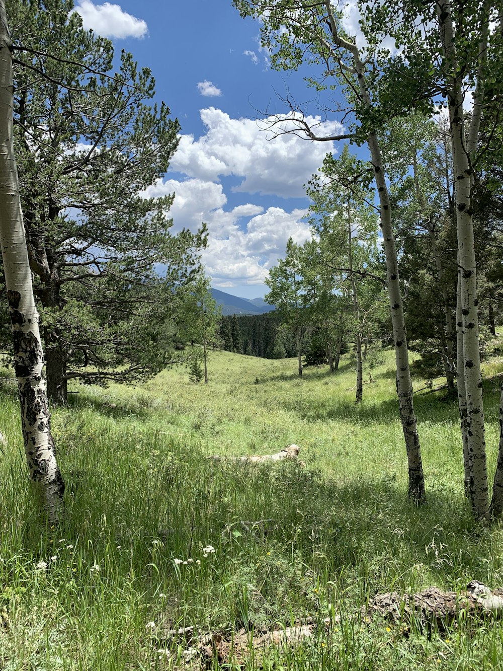 a grassy field surrounded by trees and mountains
