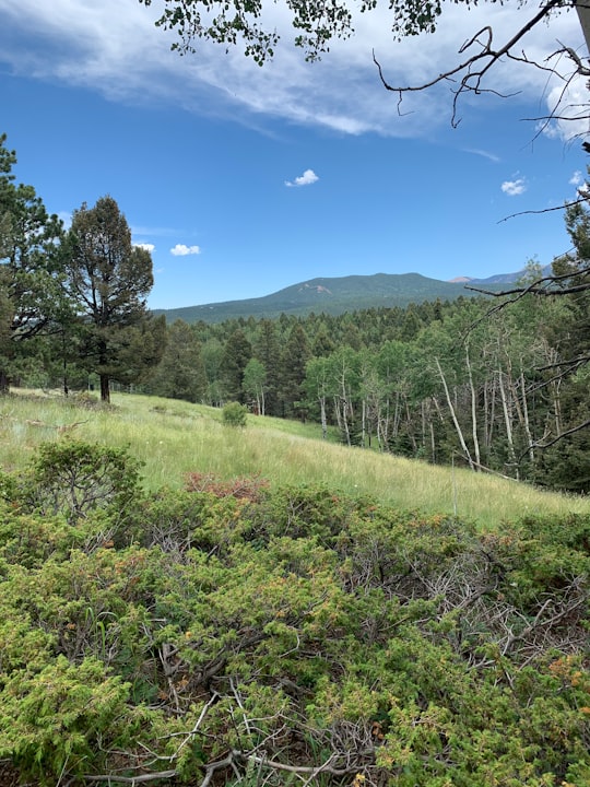 green grass field and trees under blue sky during daytime in Mueller State Park United States