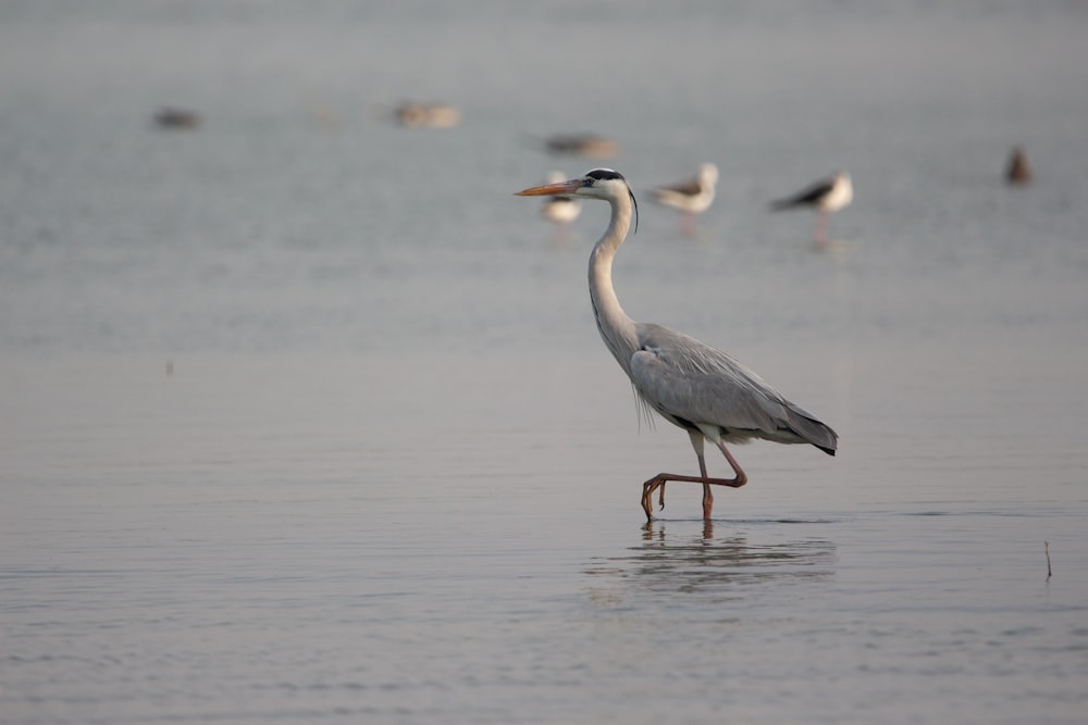 grey heron on water during daytime