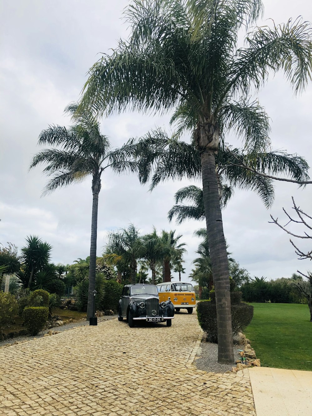yellow and black truck on green grass field near palm trees during daytime
