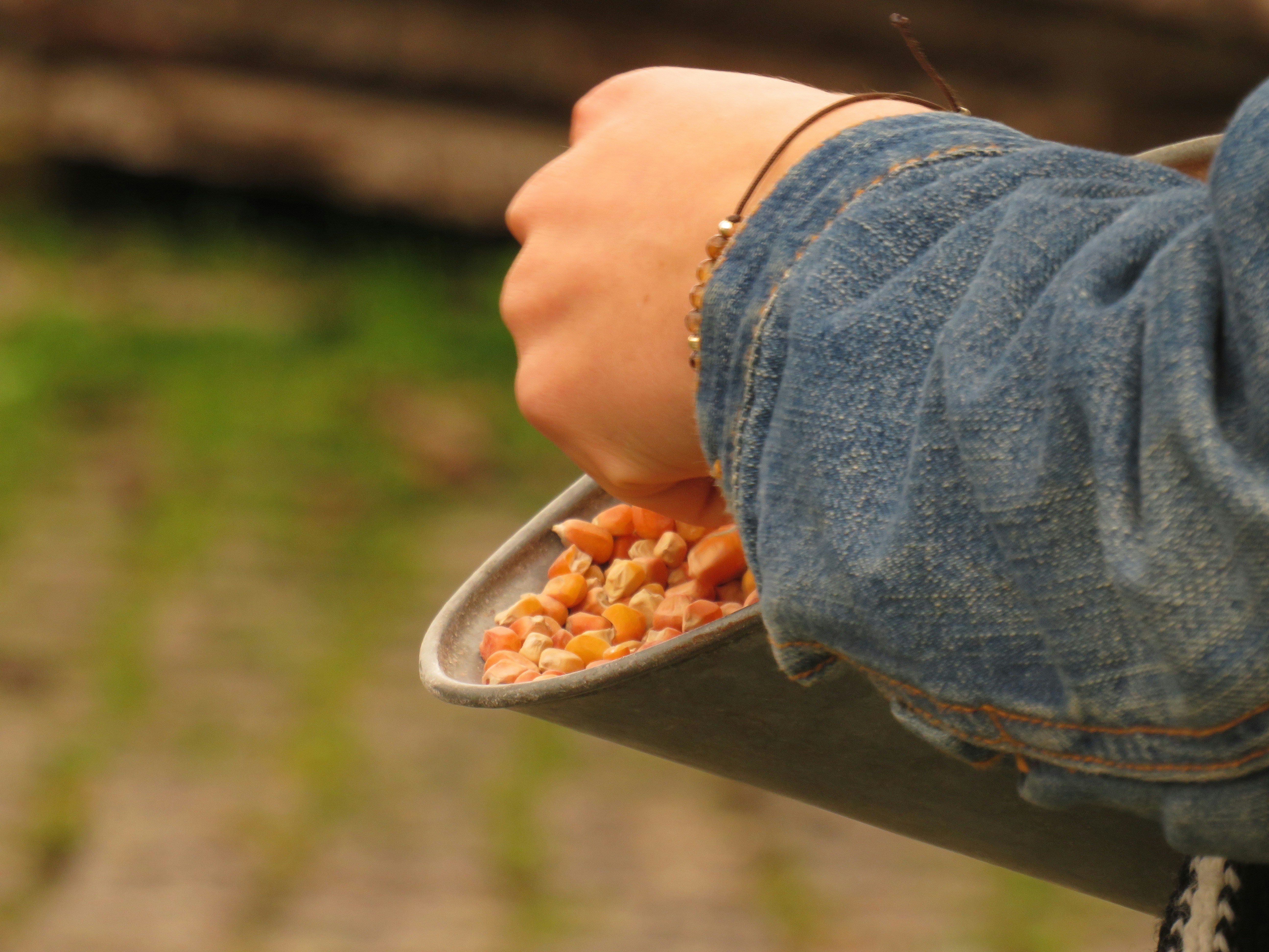 Semente de Milho Premium