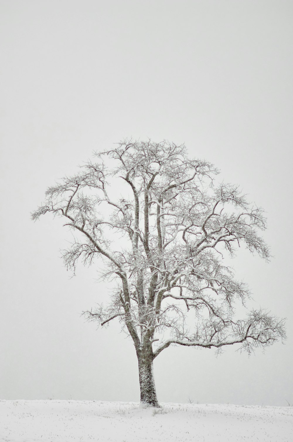 leafless tree under white sky