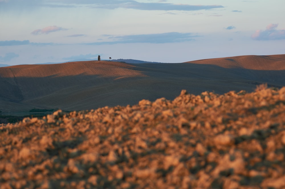 brown field under blue sky during daytime