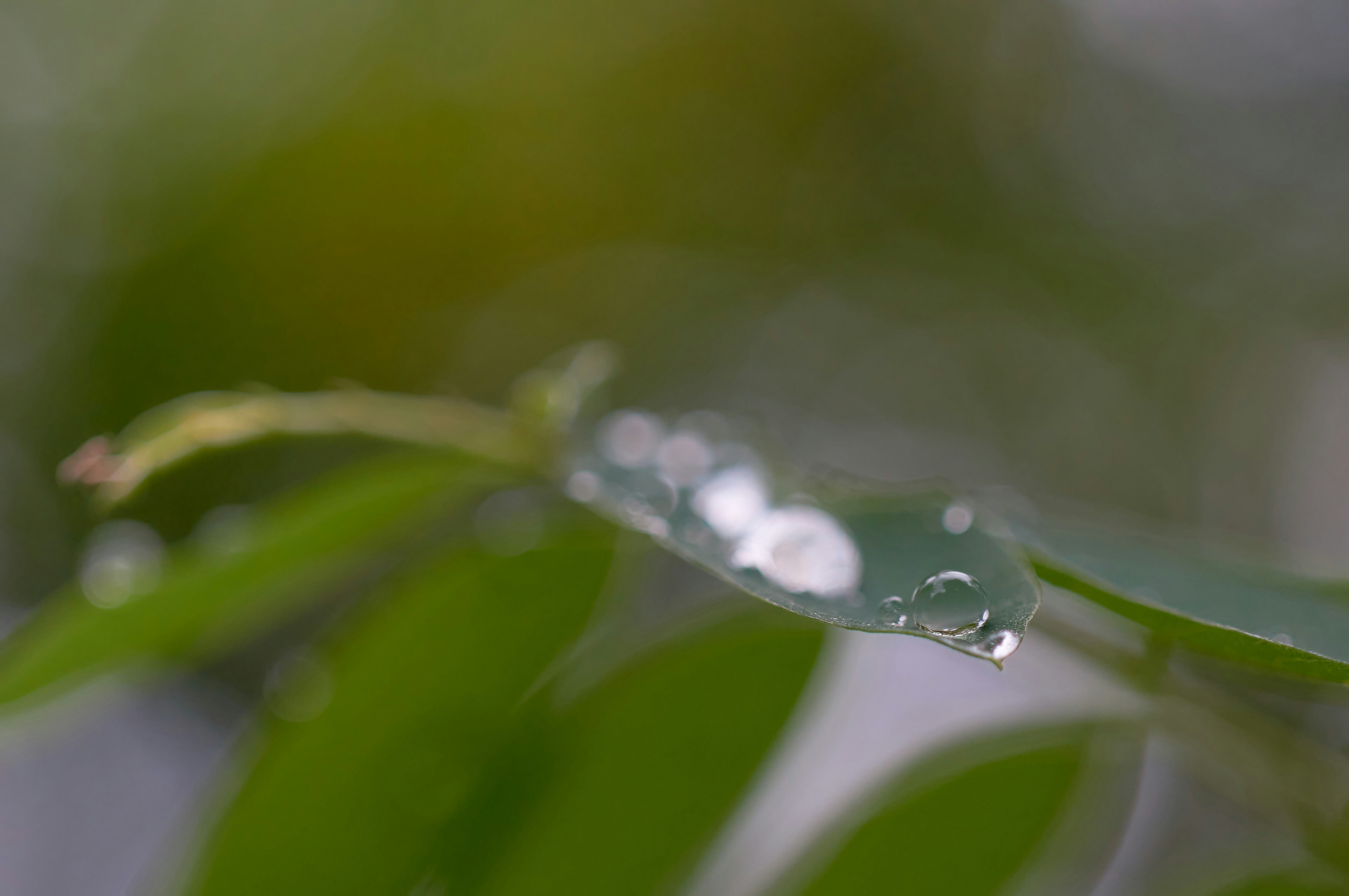 Photo by wolfgang_hasselmann