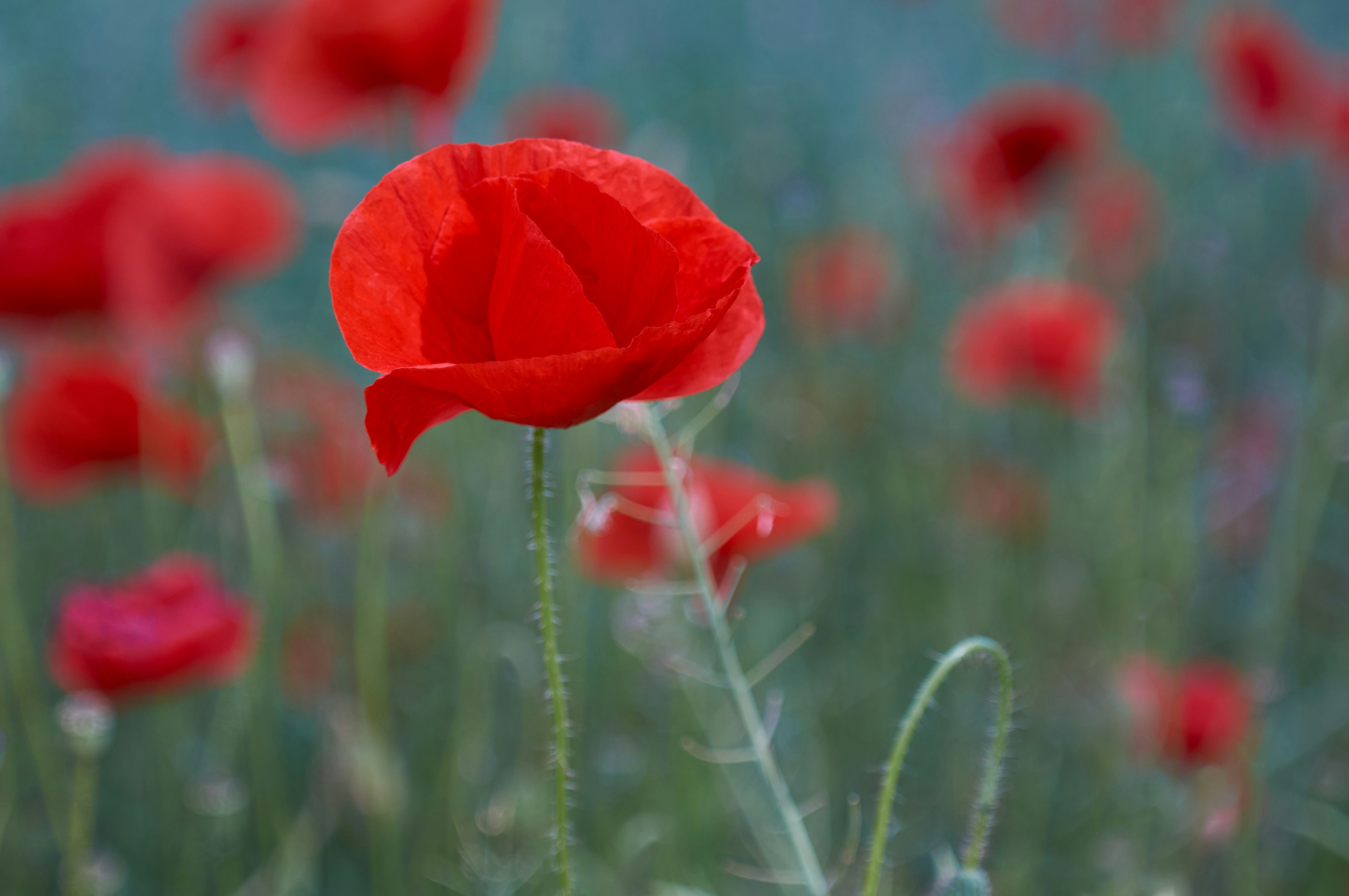 Photo by wolfgang_hasselmann