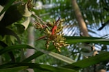 Close-up of vibrant tropical plants and flowers native to Papua.